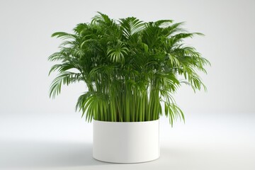 Obraz premium Lush houseplant in a white planter.