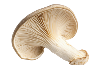 Fresh oyster mushroom showcases its delicate gills and smooth cap, perfect for culinary delights and adding flavor to dishes