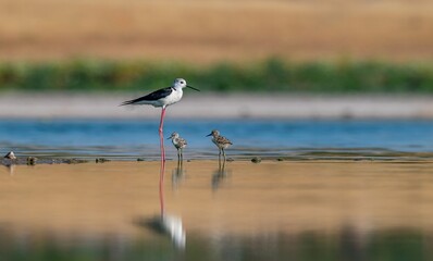 Black-winged Stilt (Himantopus himantopus) is a species that breeds in the wetlands of Diyarbakır Tigris Valley, as well as in many other wetlands.