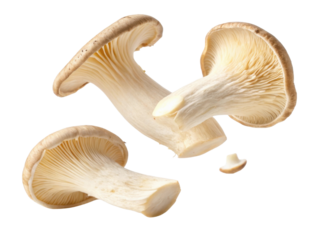 Fresh oyster mushrooms showcase their delicate texture and unique shape, perfect for culinary delights