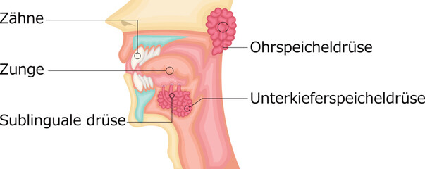 口腔　唾液腺　イラスト　ドイツ語