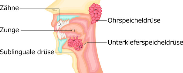 Obraz premium 口腔 唾液腺 イラスト ドイツ語