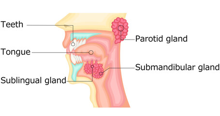 口腔　唾液腺　イラスト　英語
