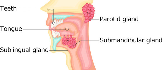 Obraz premium 口腔 唾液腺 イラスト 英語