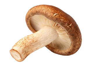 Fototapeta premium Fresh shiitake mushroom with rich brown cap and sturdy stem showcases its unique texture and flavor perfect for culinary dishes