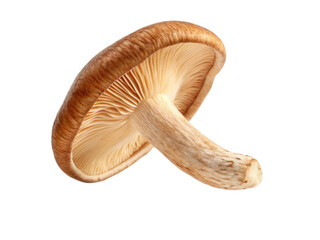 Fototapeta premium Fresh shiitake mushroom showcases its rich brown cap and textured gills, perfect for culinary dishes and adding depth to flavors