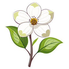 Illustration of a white dogwood flower with green leaves and brown stem clip art drawing image