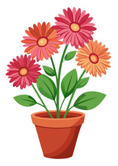 Beautiful potted gerbera daisies illustration for spring flower garden decoration and design ideas