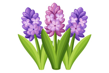 Vector illustration of hyacinth flowers blooming in spring perfect for garden and floral designs