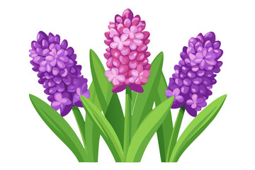 Obraz premium Beautiful hyacinth flower illustration vector design for spring floral arrangements and garden decor ideas