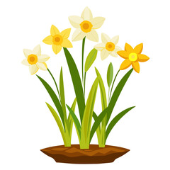 Beautiful daffodil flowers vector illustration spring floral design element for greeting cards and prints