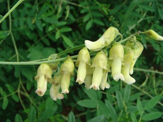 Sophora flavescens flowers photographed in Korea