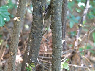 Caragana sinica stems photographed in Korea