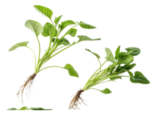 Fresh water spinach with vibrant green leaves and healthy roots showcases its natural beauty and nutritional value