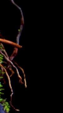 Nature background image. Close-up sapling or plant seedling of sinningia plants in terrarium. Selective focus.