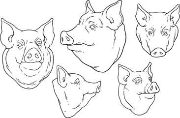 A set of detailed hand-drawn pig heads in various angles and expressions. These black and white line art illustrations are ideal for themes related to farming, agriculture, livestock, food.