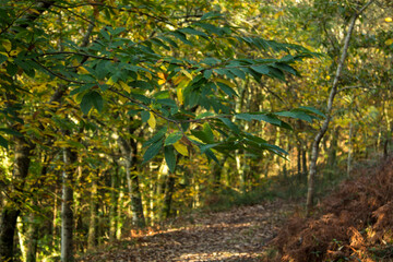 autumn rural path