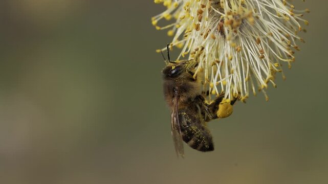 European honey bee covered in yellow pollen dust collecting nectar and pollen from goat willow catkin during springtime pollination process with blurred green background
