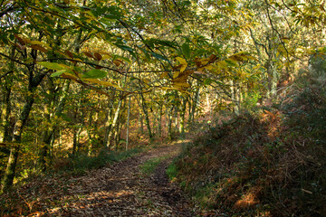autumn landscape with trees and golden dry leaves