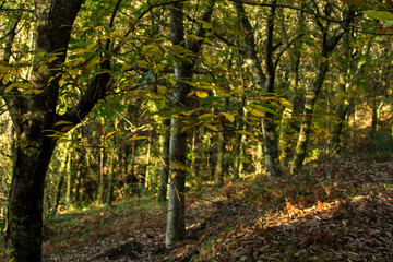 autumn landscape with trees and golden dry leaves