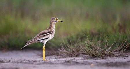 Eurasian Stone-curlew Burhinus oedicnemus camouflages itself perfectly in the grass.