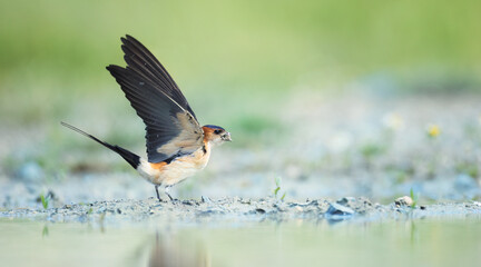Cecropis daurica collects clay and building material to build a nest.