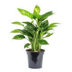 Potted plant with variegated leaves.  Healthy, vibrant foliage.  Dark gray pot