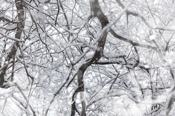 Winter landscape. Forest under the snow. Winter in the park.