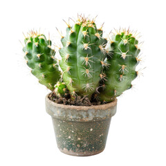 Small cactus cluster in terracotta pot