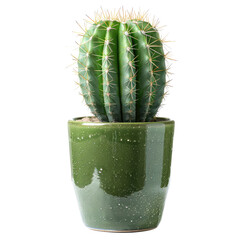 A small, vibrant cactus in a squat, olive-green pot