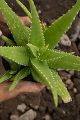 Hands holding a vibrant aloe vera plant.