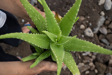 Hands holding a vibrant aloe vera plant.