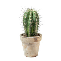 Small, spiky cactus in a textured pot