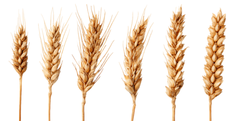 Six Ripe Wheat Stalks Against Transparent Background, PNG