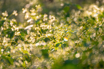 Morning dew drops on grass leaves and shoots shining in the sun light outdoors. Beautiful and...