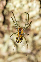 a cross-legged spider on a blurred forest background. a colorful macro photograph of an insect. a close-up. space for text.