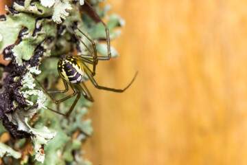 a cross-legged spider on a blurred forest background. a colorful macro photograph of an insect. a close-up. space for text.
