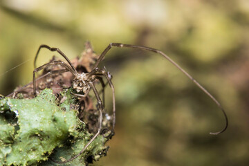 a harvestman spider on a blurred forest background. a colorful macro photograph of an insect. a close-up. space for text.