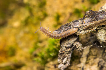 a small millipede on a blurred forest background with bokeh. a colorful macro photo of an insect. close-up. space for text.