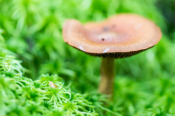 milk mushroom on green moss background. colorful macro photo of mushroom. close-up. natural light.