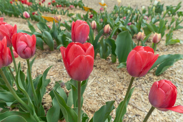 Vibrant tulips bloom in a colorful garden, showcasing various species on a sunny meadow. Their elegant petals create a stunning display, celebrating the beauty of springtime.