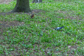 A Curious Squirrel And Pigeon Sharing A Moment In A Lush Green Park. Unexpected Encounter Of Urban Wildlife Symbolizing Harmony In Diversity.