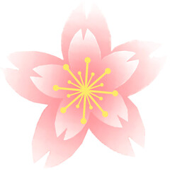 Sakura cherry blossom