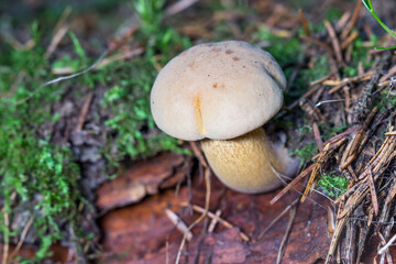 bile mushroom. colorful macro photo of a mushroom. close-up. natural lighting.