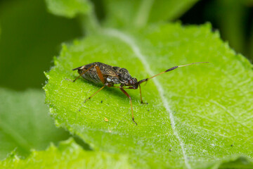 a reed beetle on a blurred forest background with bokeh. a colorful macro photograph of an insect. a close-up. space for text.