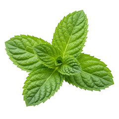 Fresh Mint Leaves Close-up isolated on white or transparent png background