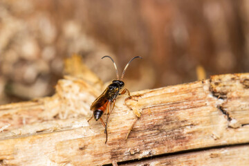 a stag beetle on a blurred forest background with bokeh. a colorful macro photograph of an insect....