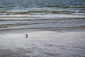 einsamer Strandl&auml;ufer Vogel im d&auml;nischen Wattenmeer an der Nordseek&uuml;ste