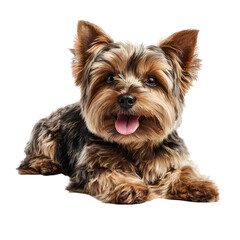 Adorable happy Yorkshire terrier laying on the floor and  tongue out and relaxed posture and  realistic fur detail and  isolated white background Batch  realistic clean bright simple modern stock imag