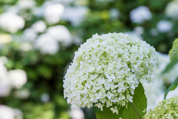 white hydrangea inflorescence. colorful flower macro photo. natural lighting.